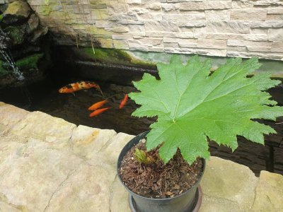 Gunnera manicata barota rukávovitá...